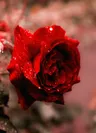 Imagen de perfil de Flower